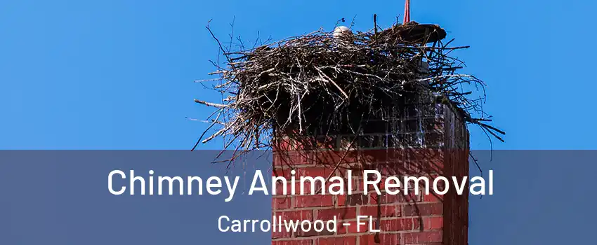  Chimney Animal Removal Carrollwood - FL