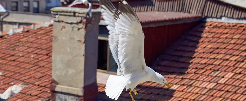 Residential Chimney Animal Removal Solution in Carrollwood, FL