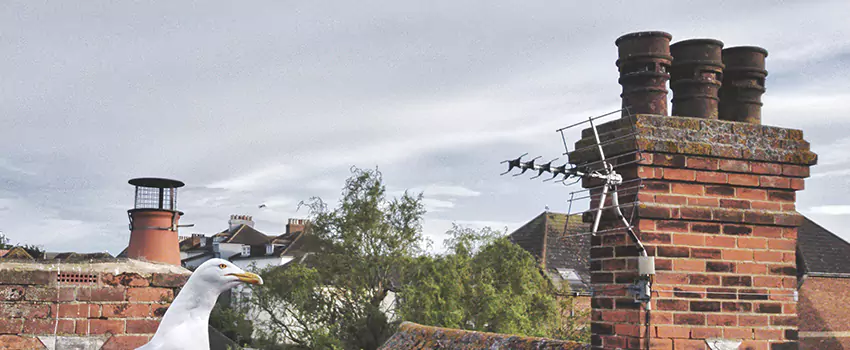 Chimney Cleaning And Restoration in Carrollwood, Florida